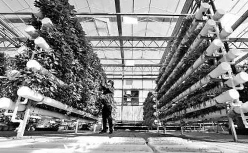 未來農業科技的三大突破 植物工廠、智慧農業與功能食品引領變革